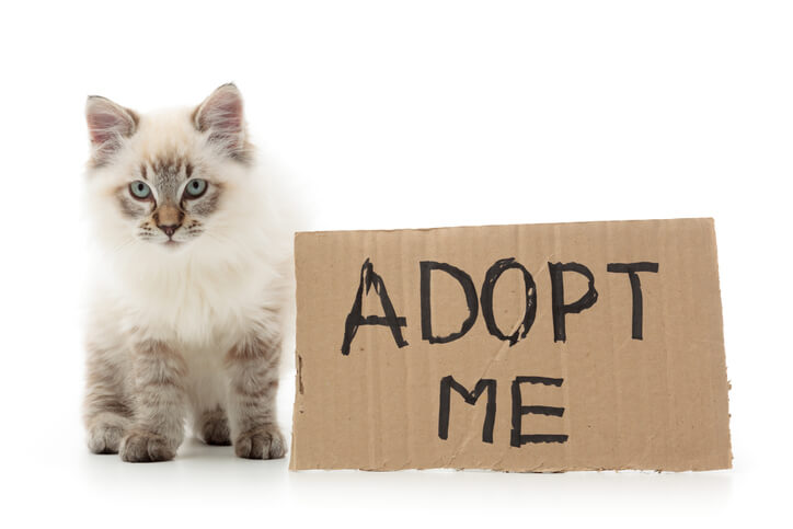 Kitten-AdoptMe-1 Kitten-AdoptMe-1